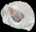 D, Oligocene Aged Fossil Pine Cone - Germany #63280-1